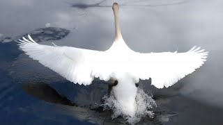 Mute swan taking off [upl. by Vtehsta]