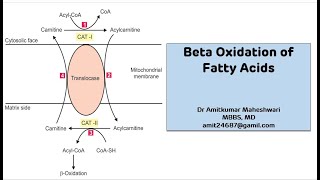 Beta Oxidation of Fatty Acid  Lipid Metabolism  Biochemistry  NEET PG [upl. by Haneeja]