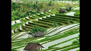 beautiful Rice Field [upl. by Stevie]