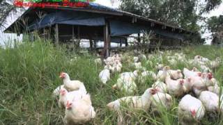 OrganicNatural Farming FreerangePastured Chicken [upl. by Lamag]