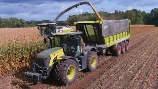 Mais 2023  LU Piening  2x Claas Xerion  JCB Fastrac  Claas Jaguar 970  Corn Harvest  Maisernte [upl. by Busey819]