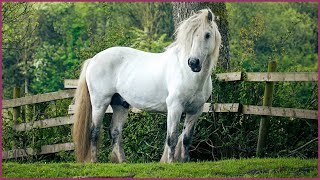 Beautiful Stallions Around the World  A Relaxing Video for Horse Lovers [upl. by Barbee]