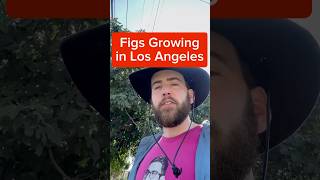 Figs Growing in Los Angeles 🌳🌳🌳 [upl. by Wulfe]