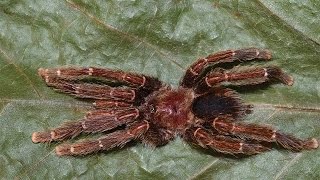 Avicularia – The “bird eating” tarantulas [upl. by Magbie]