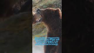 Why do Bears Hibernate During The Winter 🐻 Why bears hibernate oneminuteknowledge animalfact [upl. by Fogarty]