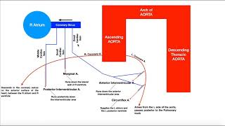 Coronary Circulation  Coronary Arteries amp Cardiac Veins [upl. by Uhayile]