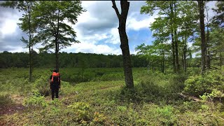 Solo Hammock Camping in Pinchot State Forest PA [upl. by Rosenblum557]