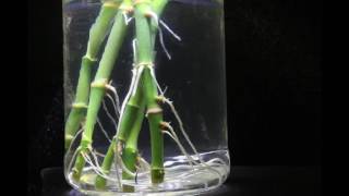 Lucky BambooDracaena Sanderiana water rooting time lapse [upl. by Narda]