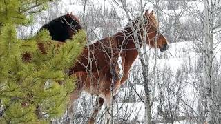 Alberta Wild Horse new Foal 2018 [upl. by Nevarc151]