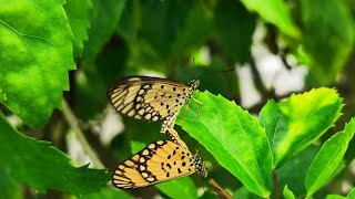 VIDEO OF TWO BUTTERFLIES HAVING SEX MATING [upl. by Thebazile]