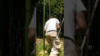 Growing giant bamboo by transplanting rhizom phystatchy vivax [upl. by Merrell]