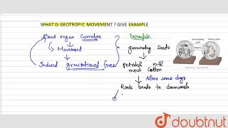 What is geotropic movement [upl. by Utica]