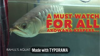 A Rare Disease  TAIL BITING OF AROWANA [upl. by Urissa]