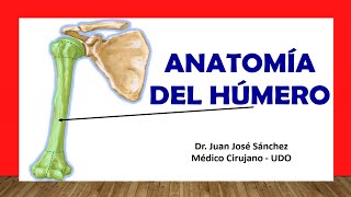 🥇 Anatomía del HÚMERO ¡Fácil Rápida y Sencilla [upl. by Queena]