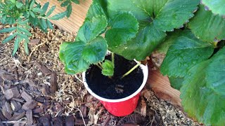 How to Manage Strawberry Runners  Square Foot Gardening [upl. by Winton62]