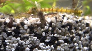 Asellus aquaticus female with eggs waterlouse aquatic sowbug sharp closeup [upl. by Eyde]