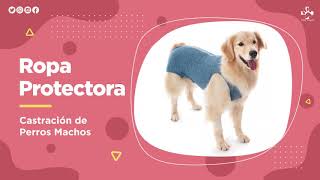 Ropa Protectora  Castración de Perros Machos  Pet Med [upl. by Ahsitan589]