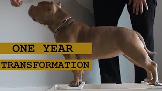 Watch My American Pocket Bully Grow A 1Year Transformation [upl. by Satterfield]