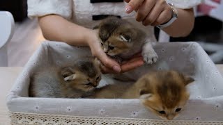 Des chatons si mignons jouent avec de nouveaux jouets [upl. by Doi693]