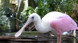 Spoonbills Feeding FYV [upl. by Ralaigh]