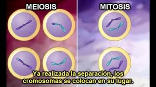 Diferencias entre MITOSIS y MIEOSIS con subtítulos  EDUpunto [upl. by Marou]