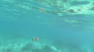 Lined butterflyfish biting a jellyfish at Nanuya Balavu Island Fiji [upl. by Supat]