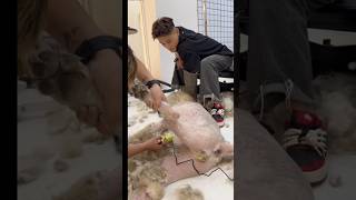 Very aggressive dog grooming😍 pets groomed catcare funny cats grooming animals [upl. by Cecilio13]