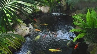 Can I grow plants in my pond [upl. by Markman]