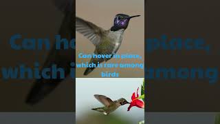 Hummingbirds and Unbelievable Truths [upl. by Farlie730]