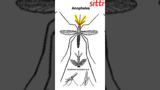 How to identify mosquitoculexanaphelesAdes sitting posturelarva [upl. by Garrity]