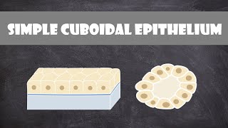 Simple Cuboidal Epithelium  Anatomy [upl. by Naasah]