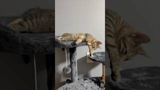 The Sleepy Sunny  cat cats amazing pets petlover asmr fyp [upl. by Gronseth]