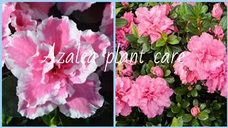 How to care Azalea flower plant in summer [upl. by Kho]