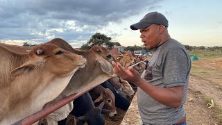 Feedlot infrastructure design feed and water troughs [upl. by Fulviah]