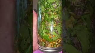 Anise Hyssop  Herbal Digestif [upl. by Adine411]