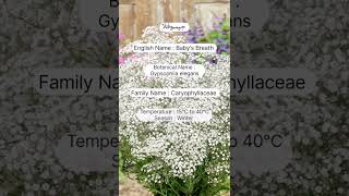 A study review of gypsophila flowers horticulture sweetgarden flowertypes garden [upl. by Iharas]