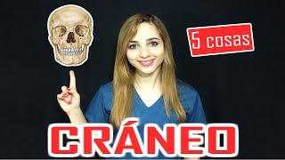 5 COSAS QUE DEBES SABER DEL CRÁNEO CRANEO ANATOMIA  Mentes Médicas [upl. by Yves]