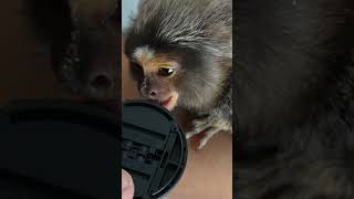 Tiny Monkey Plays with Camera Lens Cap fingermonkey commonmarmoset cutepetsvideo [upl. by Neehsas503]