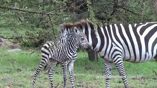 cute new born baby zebra one hour old baby zebra [upl. by Josephine]