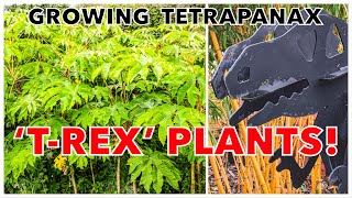 Giant TRex Plants Growing Tetrapanax papyrifer Rex in your Tropical Garden [upl. by Jareb577]