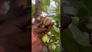 Fruit plant that eat insect in my garden shorts anjrural [upl. by Ayat]