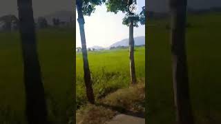 Shahari se mana tikia alaga mo gauli mana tharu [upl. by Aifas189]