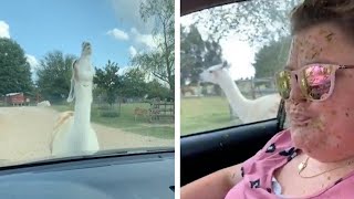 Angry Llama Spits On Woman [upl. by Dich]