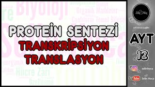 4 Protein Sentezi  Transkripsiyon  Translasyon [upl. by Hsevahb]