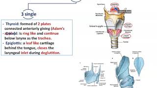 Anatomy of the Larynx  Dr Ahmed Farid [upl. by Zinn]