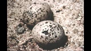 Least Tems and Piping Plovers in Montana by Lori Hudak 1993 [upl. by Frame767]