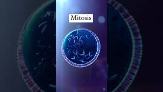 ‏Mitosis mitosis celldivision cellbiology microbiology microbiologist microorganism [upl. by Dennet]