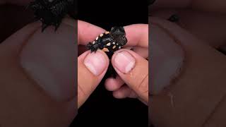 Unboxing the Critically Endangered Rote Roti Island Snake Neck Turtle‼️ Chelodina mccordi [upl. by Durgy]