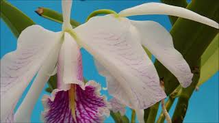 Cattleya maxima fsemialba La Pedrena orchid [upl. by Wareing]