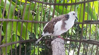 Most Beautiful Fancy Spotted Doves [upl. by Cormier]